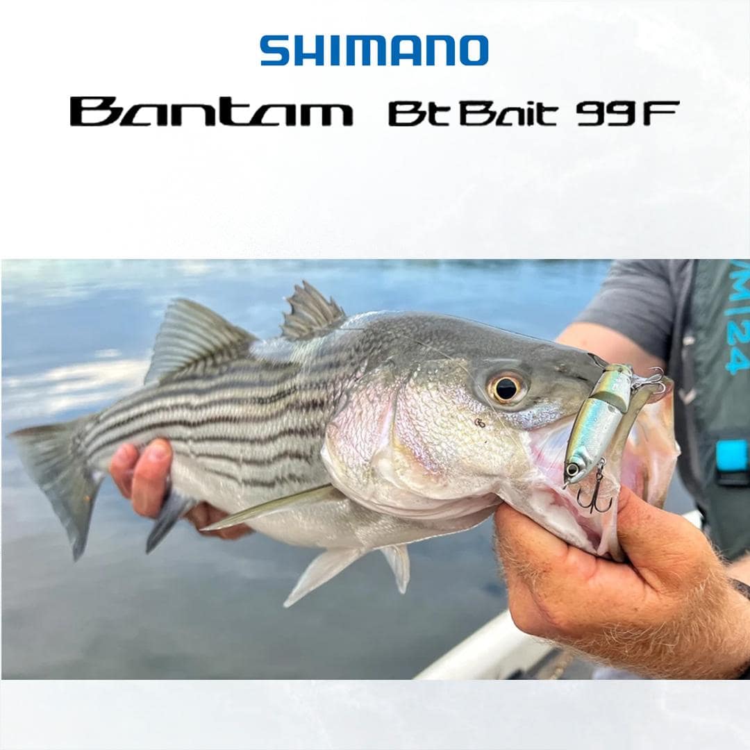 SHIMANO BT BAIT 99 BANTAM BT LURE 99MM 7G TOP WATER PENCIL CASTING GEWANG - Image 7